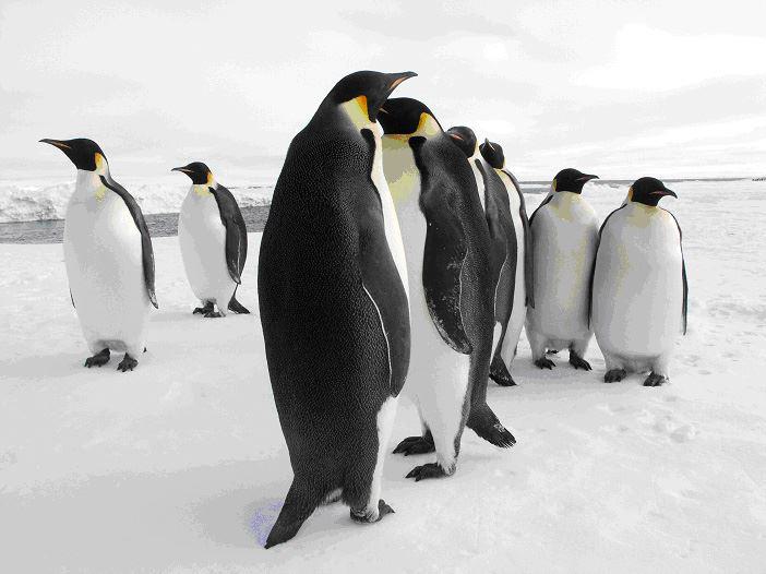 Kaiserpinguine